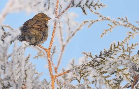 Little Sparrows on pine tree branch Free Stock Photos