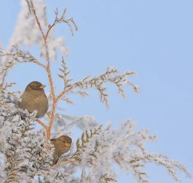 Little Sparrows on pine tree branch Stock Photos