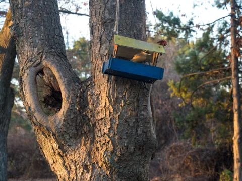 Little sparrows in the trough on the tree 스톡 사진
