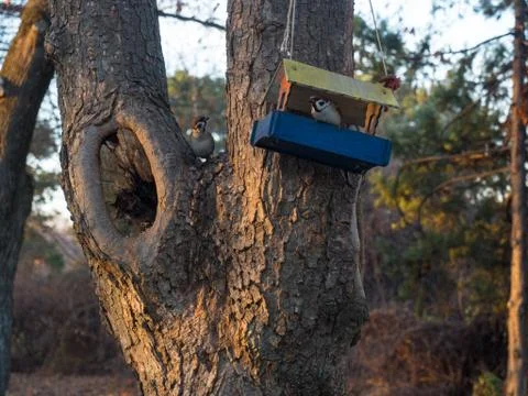 Little sparrows in the trough on the tree 스톡 사진