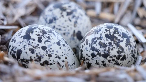 Little speckled killdeer eggs on the ground in a nest Stock Footage 119509813
