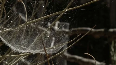 A little spider balancing in a web Stock Footage 90080370