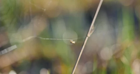 Little spider close up. Stock-Footage 88826855