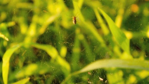 Little spider crawling on his net Stock Footage