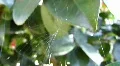 Little Spider creating a web / 03024a HD Footage