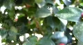 Little Spider creating a web / 03024b HD Footage