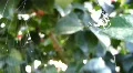 Little Spider creating a web / 03024c HD Footage