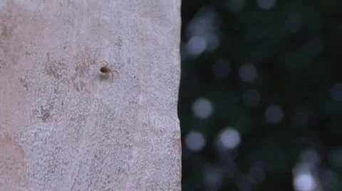 Little spider Stock Footage 495336