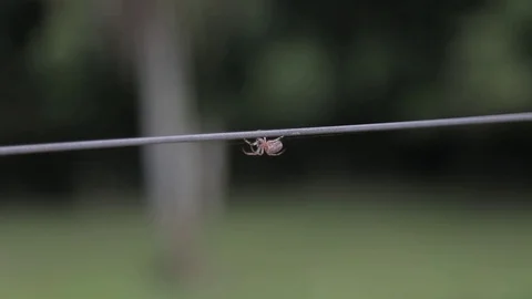 Little spider Video stock 119071648