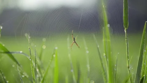 Little Spider Stock Footage 219253427