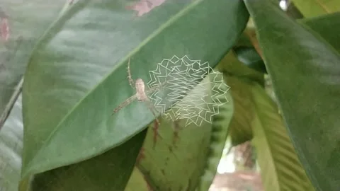 Little spider Video stock 230542613