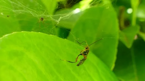The little spider has some doubt about how to attack the big fly. Video stock 75360581