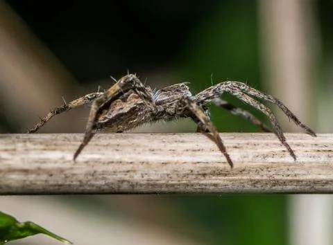 Little spider 스톡 사진