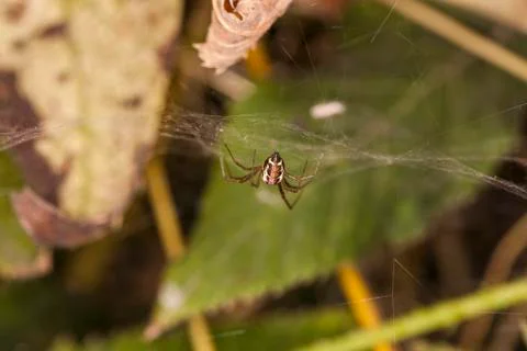 Little spider Stock Photos