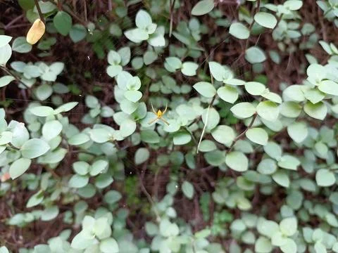 Little spider Foto stock