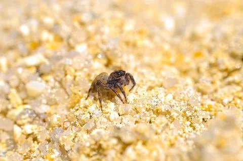 Little spider Stockfoto's