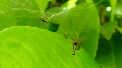 The little spider prepares the attack on his victim. Video stock 75355285