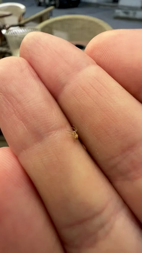 Little spider running on hand Stock Footage 246387524