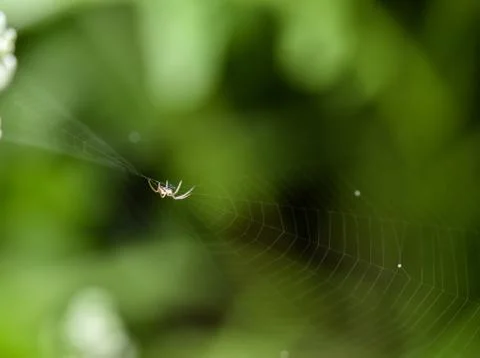 Little spider in the spiderweb Stock Photos