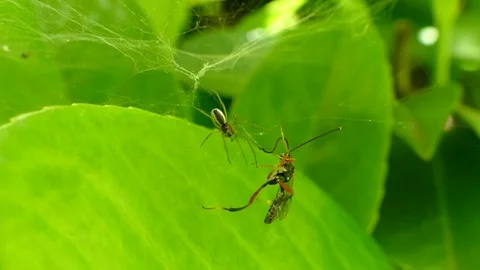 The little spider tries the final attack on his victim. Video stock 75357095