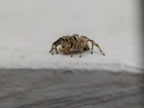 Little spider walking on the wall Stock Photos