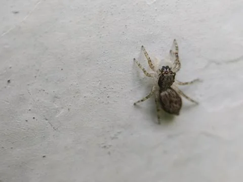 Little spider walking on the wall Stock Photos