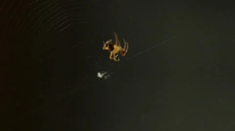 Little spider weaves a web. Close shot Stock Footage 34691504