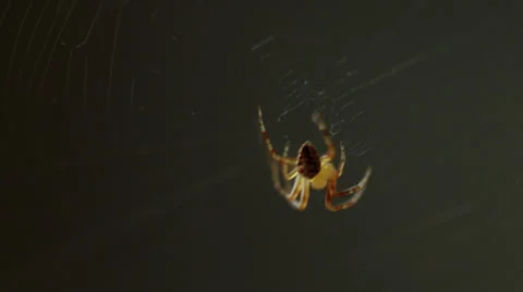 Little spider weaves a web. Macro shot Stock Footage 34693519