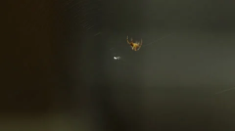 Little spider weaves a web. Medium shot Stock Footage 34691295