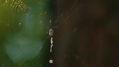 Little spider weaving web in sunlight rainforest. Macro view of tiny creature. Stock Footage 168582648