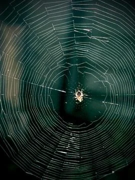 Little spider on a web Stock Photos