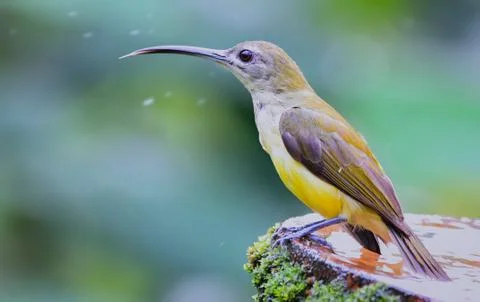 Little spiderhunter Stock Photos