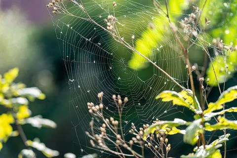 Little spiderweb between plants with dead insects Stock Photos