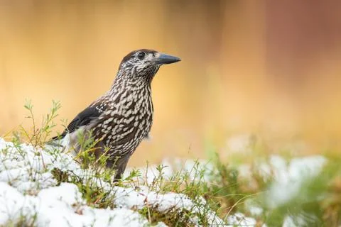 Little spotted nutcracker standing on grass in winter. Stock Photos