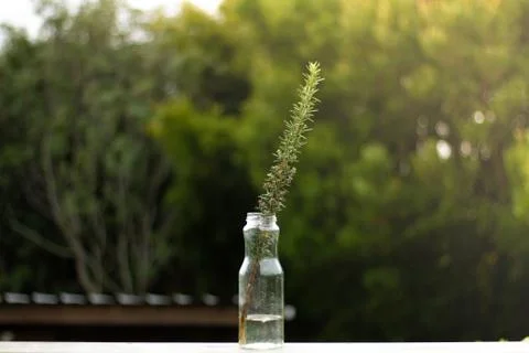 Little Sprig Stock Photos