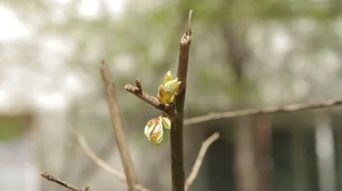 Little Spring Buds On A Twig Stock Footage 57802015