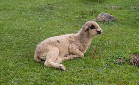 Little Spring Lamb Stock Photos