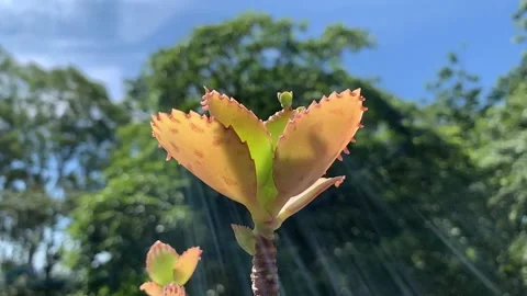 Little sprout Close-up slow motion 240fps nature safe 스톡 동영상 152244229