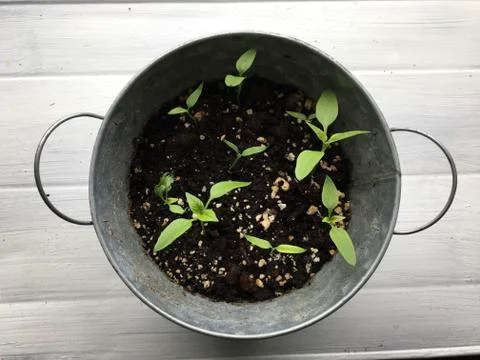 Little Sprouts Stock Photos