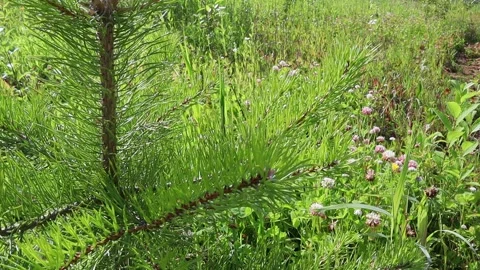 Little spruce in a deep forest is tangled with cobwebs. Slow motion, FullHD Vídeo Stock 137579294