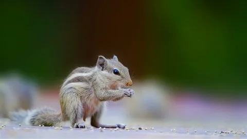 Little Squirrel Eating Stock Footage 99641942