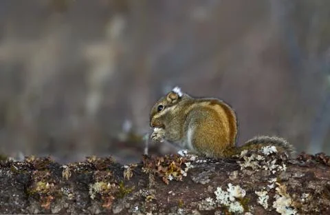 Little squirrel eating peanuts on tree branches Stock Photos