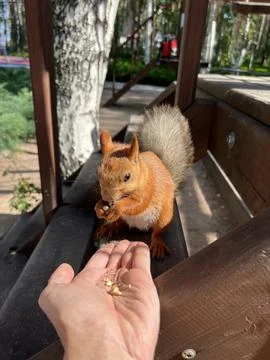 The little squirrel eats nuts right from the hands. Stock Photos