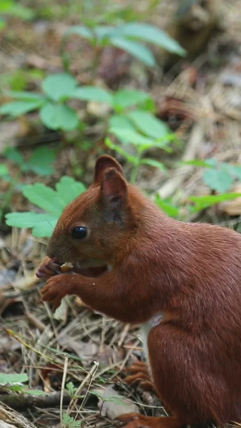 Little squirrel eats treats, sitting on forest soil Stock Footage 314137573
