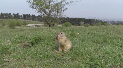 Little squirrel 库存影片 37153234