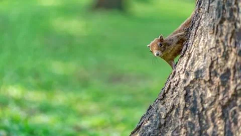 Little squirrel in the forest Stock Photos