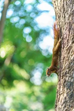 Little squirrel in the forest Stock Photos