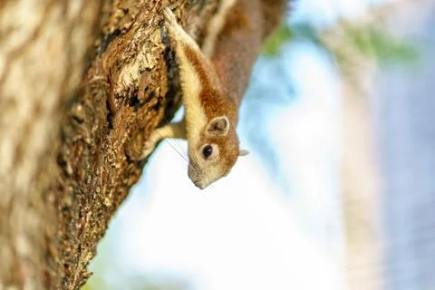 Little squirrel in the forest Foto stock