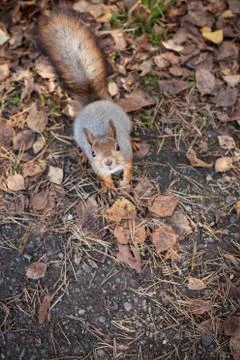Little squirrel looking up to camera Stock Photos