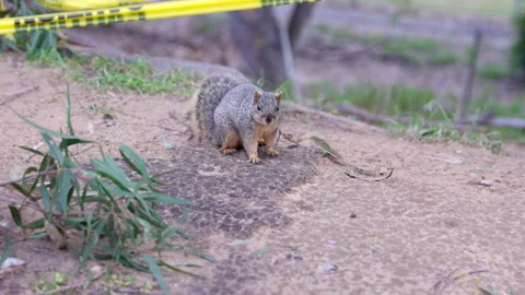 A little Squirrel in the park looking at the camera Vídeos de archivo 235392617